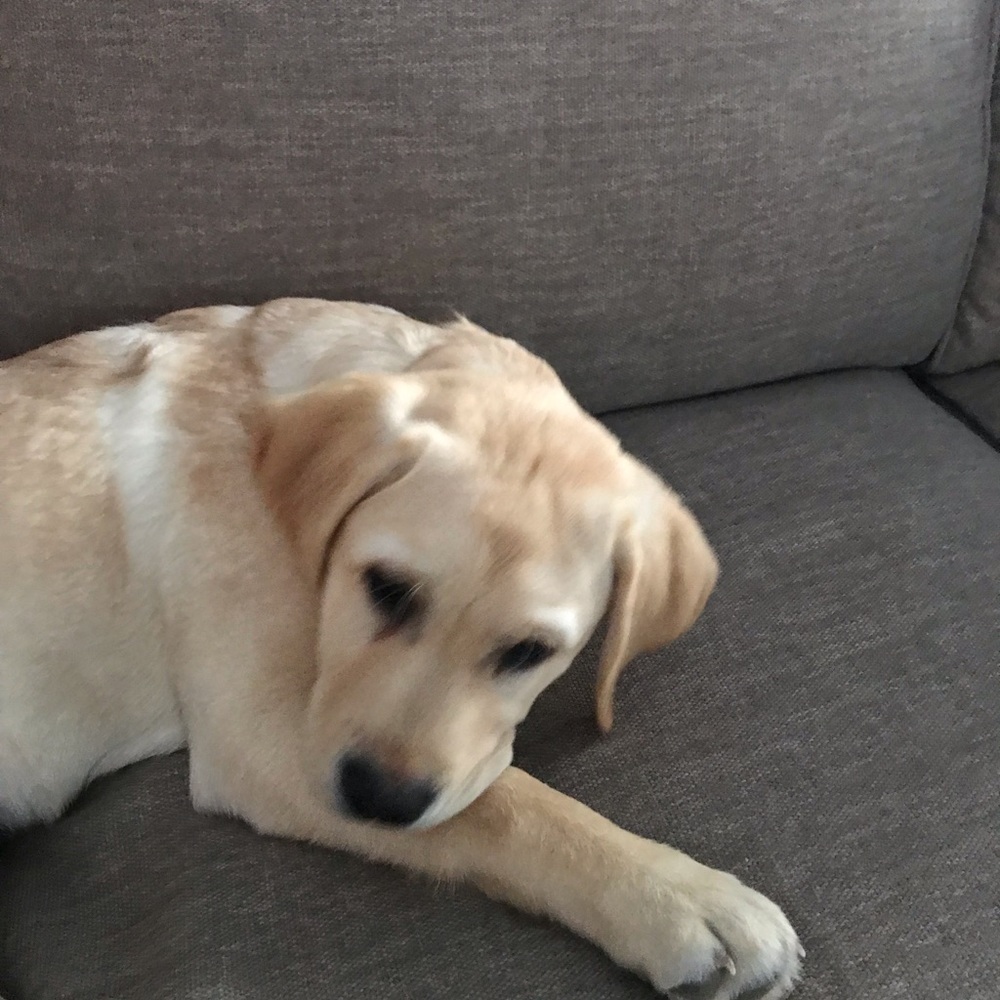 Meet your Posher, Maggie